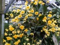 Den. aggregatum (species)