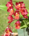 Hwra. Lava Burst 'Puanani'