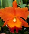 Blc. Hawaiian Thrill 'Paradise'