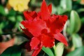 Slc. Jewel Box 'Scheherazade'