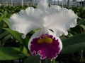 Lc. Breen's Jenny Ann