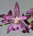 Bllra. Marfitch 'Howard's Dream' AM/AOS