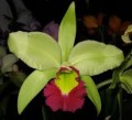 Blc. Greenwich 'Elmhurst' AM/AOS