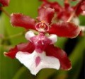 Onc. Sharry Baby 'Sweet Fragrance' AM/AOS