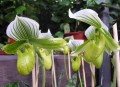 Paph. Hilo Jewel x Hsingying Majakun
