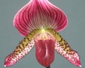 Paph. Magic Leopard x callosum