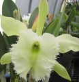 B. Aristocrat (glauca x digbyana)