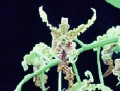 Den. spectabile