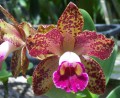 Blc. Waianae Leopard 'Chunghue'