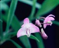 Den. kingianum (species)