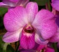 DEN. Mini Pink
