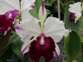 Blc. Mem. Anna Balmores