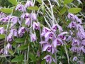 Den. superbum (species)