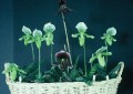 Paph. Maudiae - Type Hybrids