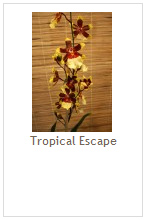 Tropical Escape
