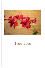 True Love